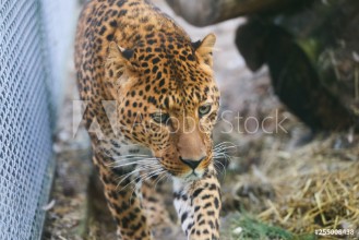 Bild på Close up leopard in pine frost simulation 